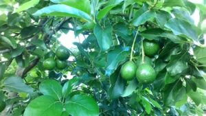 KY-THUAT-TRONG-VA-CHAM-SOC-BO1-1-1400x788