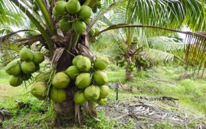 cach-trong-va-cham-soc-dua-xiem-lun-3