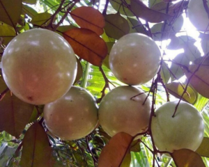 ky-thuat-trong-vu-sua-bo-hong (1)