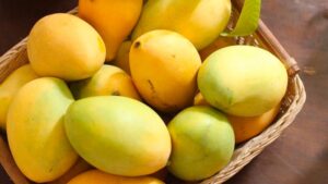nguon-goc-xoai-cat-hoa-loc-va-cach-chon-xoai-cat-hoa-loc-tuoi-ngon