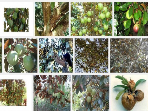 sau-benh-tren-cay-vu-sua-bo-hong