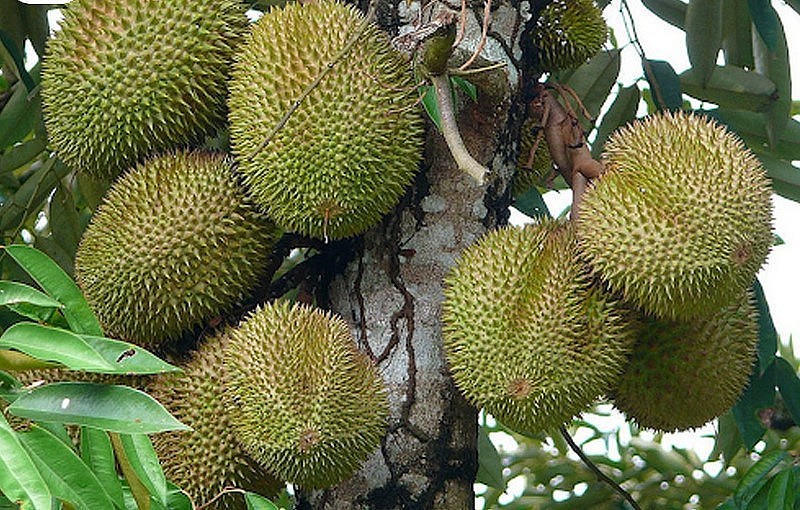 sau-rieng-musangking